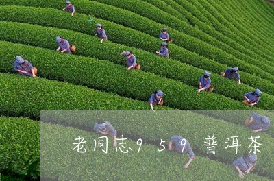 老同志959普洱茶/2023081638168