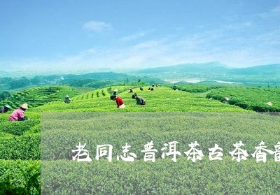 老同志普洱茶古茶香韵/2023062389582