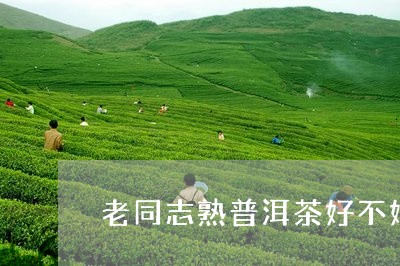 老同志熟普洱茶好不好/2023062044837