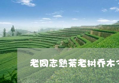 老同志熟茶老树乔木357克普洱茶/2023060316260