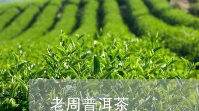 老周普洱茶/2023090615359