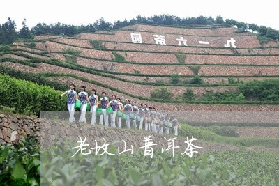 老坟山普洱茶/2023042670205