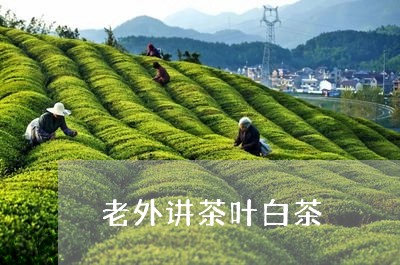 老外讲茶叶白茶/2023060969692