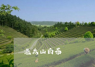 老太山白茶/2023051179505