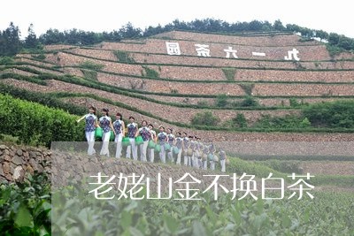 老姥山金不换白茶/2023071370625