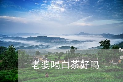 老婆喝白茶好吗/2023060989582