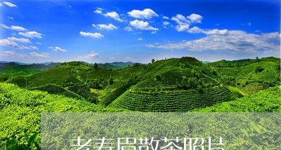 老寿眉散茶照片/2023060982703