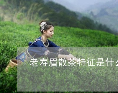 老寿眉散茶特征是什么味道/2023042705947