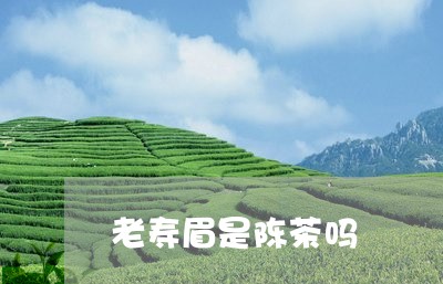 老寿眉是陈茶吗/2023112561937