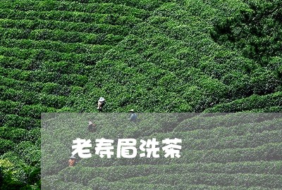 老寿眉洗茶/2023051121925