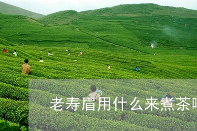 老寿眉用什么来煮茶喝最好/2023042782915