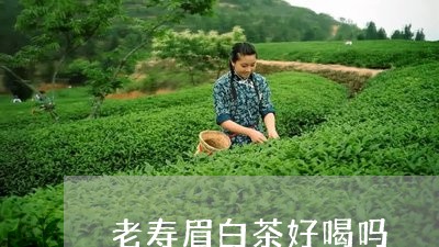 老寿眉白茶好喝吗/2023090861804