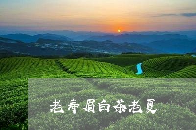 老寿眉白茶老夏/2023060963725