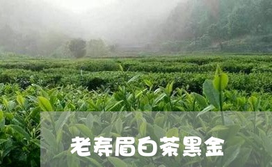 老寿眉白茶黑金/2023112408492