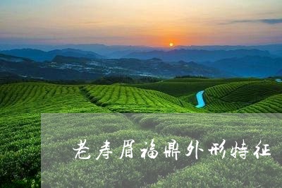 老寿眉福鼎外形特征/2023120492927