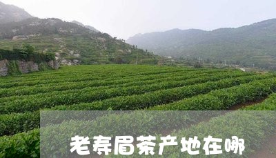 老寿眉茶产地在哪/2023090840592