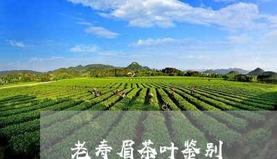 老寿眉茶叶鉴别/2023112435158