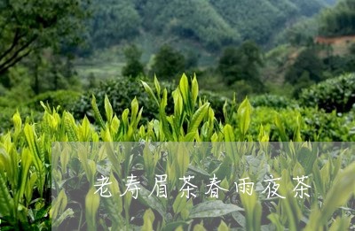 老寿眉茶春雨夜茶/2023090876148