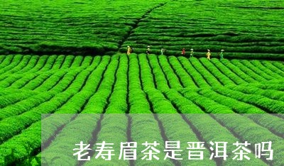 老寿眉茶是晋洱茶吗/2023091454816