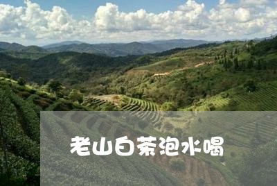 老山白茶泡水喝/2023060965046