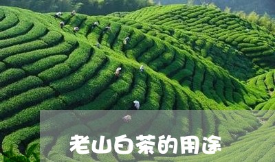 老山白茶的用途/2023060957408