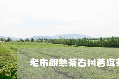 老布朗熟茶古树普洱茶/2023062423716