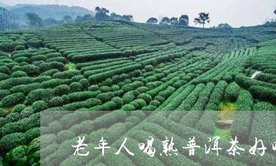 老年人喝熟普洱茶好吗/2023061769371