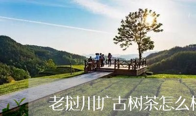 老挝川圹古树茶怎么样/2023071603838