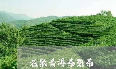 老散普洱茶熟茶/2023112606279