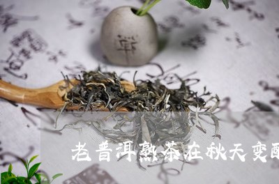 老普洱熟茶在秋天变酸/2023092556471