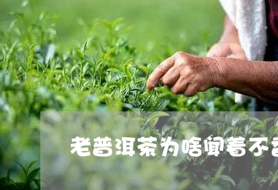 老普洱茶为啥闻着不香呢/2023103101614