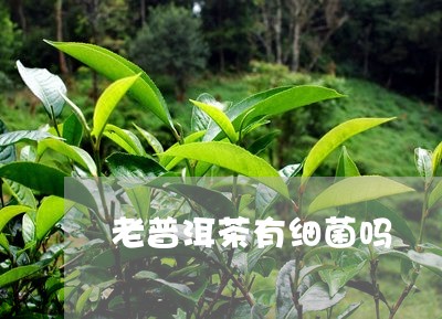 老普洱茶有细菌吗/2023120417162