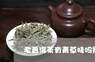 老普洱茶有青草味吗能喝吗/2023110457379