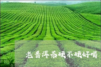 老普洱茶硬不硬好喝/2023110842794