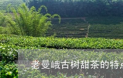 老曼峨古树甜茶的特点/2023061105927