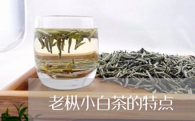 老枞小白茶的特点/2023071264028