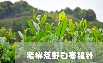 老枞荒野白毫银针/2023090938161