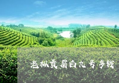 老枞贡眉白九号多钱/2023120320491