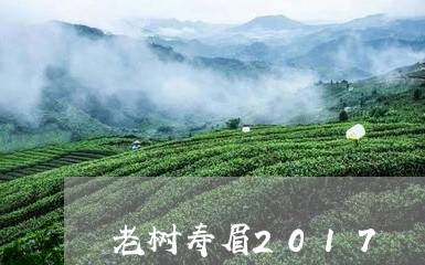 老树寿眉2017/2023090808382