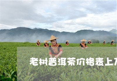 老树普洱茶价格表上万/2023092654046