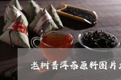 老树普洱茶原料图片大全/2023081617938