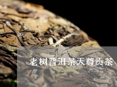 老树普洱茶天尊贡茶/2023091441503