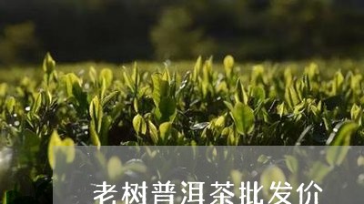 老树普洱茶批发价/2023121881504