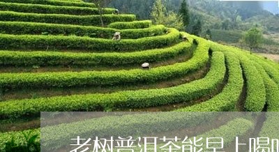 老树普洱茶能早上喝吗/2023092981682