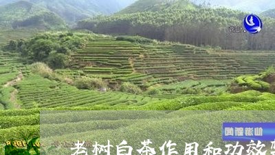 老树白茶作用和功效禁忌/2023082503938