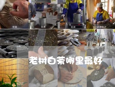 老树白茶哪里最好/2023070801814