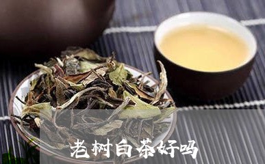 老树白茶好吗/2023052295939