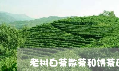 老树白茶散茶和饼茶区别/2023111690713