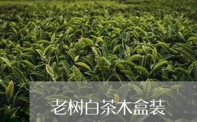 老树白茶木盒装/2023060941505