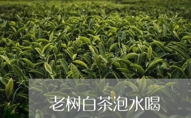 老树白茶泡水喝/2023060943606